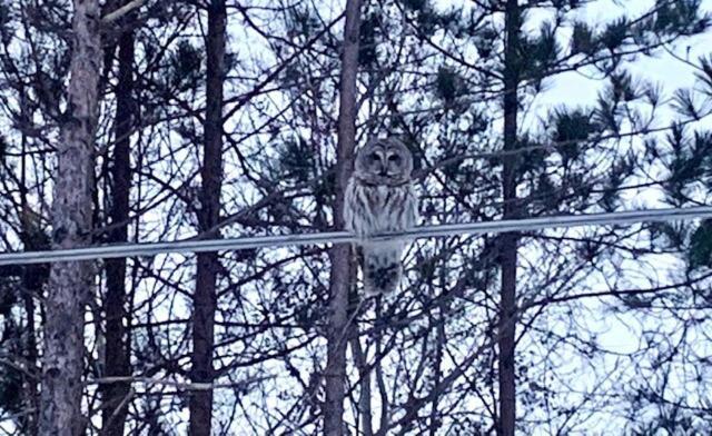 Life'S A Hoot Villa Au Gres Exteriör bild
